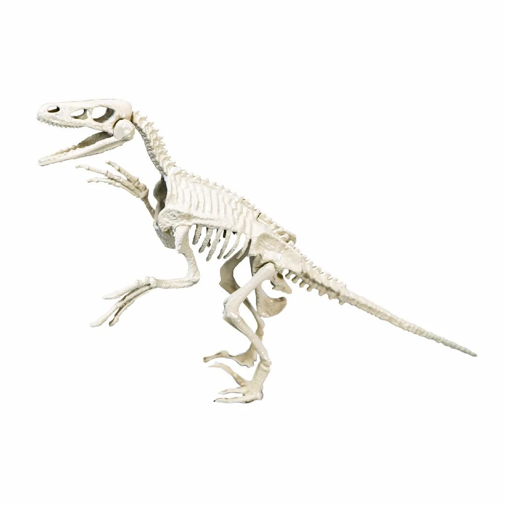 Clementoni Spelletje Velociraptor Opgraven Glow In The Dark - Image 3